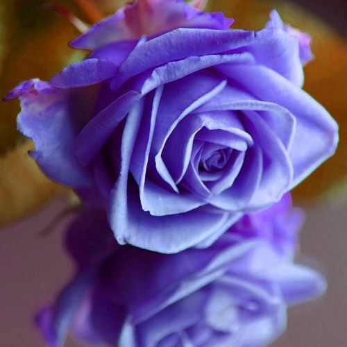 Ramo doce azules | FLORES ONLINE ECOMMERCE PLUS